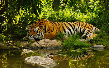 Animals, Tigers HD wallpaper