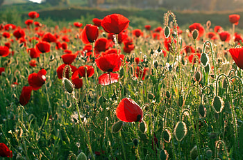 Flowers, Poppies, Summer, Greens, Field HD wallpaper
