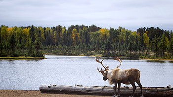 Animal, moose HD wallpaper