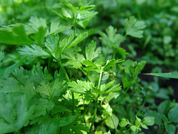 Garden of parsley, Edible plants, pics, CC BY license HD wallpaper