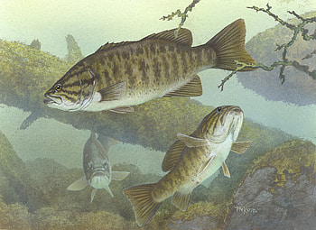 Bass , Most Popular HD wallpaper