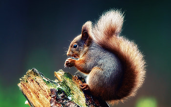 Animals, Squirrel HD wallpaper