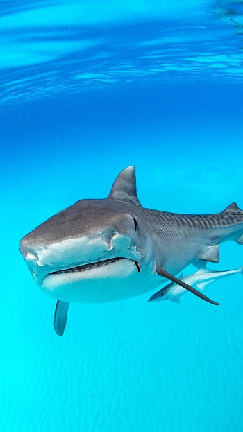 Shark, Fish HD phone wallpaper