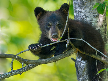 Animals, Sit, Young, Branches, Bear, Joey HD wallpaper