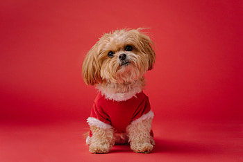Animals, Dog, Brown, Pet, Animal, Nice, Sweetheart HD wallpaper