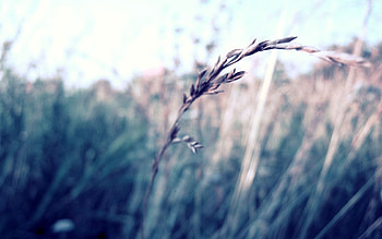 Grass, Macro, Glare, Greased, Smeared HD wallpaper