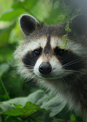 Animals, Muzzle, Animal, Nice, Sweetheart, Raccoon HD phone wallpaper