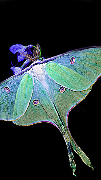 Elegant luna moth, Enchanting , beauty, -worthy HD phone wallpaper
