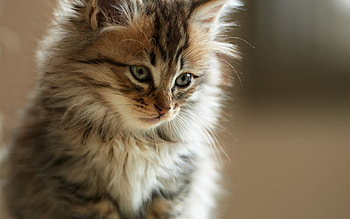 Animals, Fluffy, Kitty, Kitten, Muzzle, Sight, Opinion, Watch, To Watch HD wallpaper