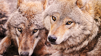 Smile, predators, wolves, wildlife, animals, , nature, wolf, wild HD wallpaper