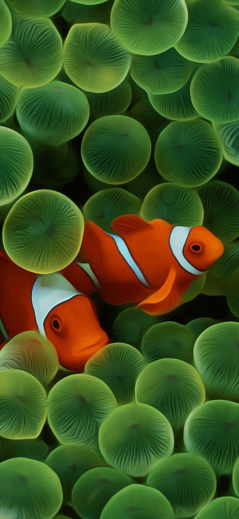 Clownfish, , Art HD phone wallpaper