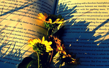 Flowers, Miscellanea, Miscellaneous, Shadow, Book, Paper HD wallpaper