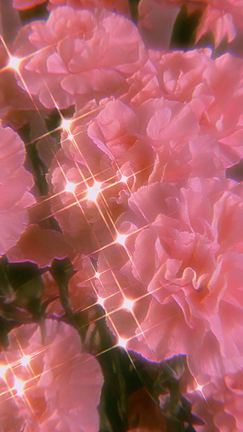 Pink Aesthetic, Flowers, Beautiful HD phone wallpaper