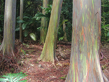 Rainbow eucalyptus, Tree, Nature HD wallpaper