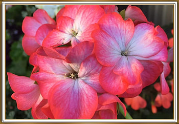 BEAUTIFUL GERANIUM, PRETTY, NATURE, FLOWERS HD wallpaper