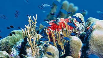 Farbenfrohe Unterwasserwelt, Aida Reiseblog HD wallpaper