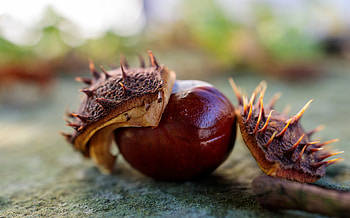 Chestnut tree, Tags, Motosha, stock HD wallpaper