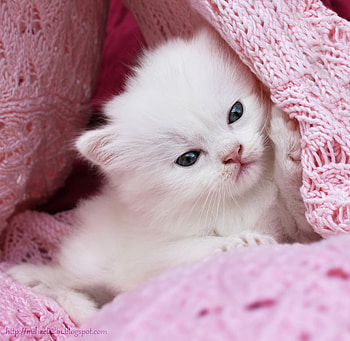 Cute kitten, kitten, pink, cute, cat, nice HD wallpaper