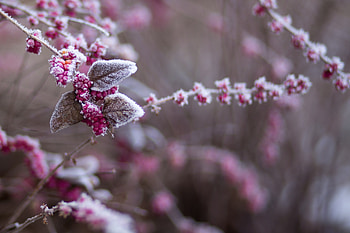 Ice on berries, winter, frost, crystals, graphy, frozen, berries, red, nature, ice HD wallpaper