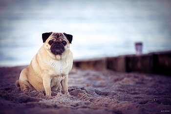 Animals, Beach, Dog, Pet, Pug HD wallpaper