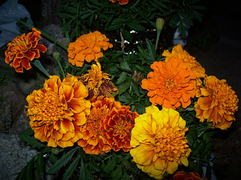 Summer time, summer, beautiful, flowers, orange HD wallpaper
