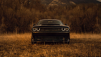 Dodge Challenger American Muscle Unleashed, dodge-challenger, dodge, cars, muscle-cars HD wallpaper