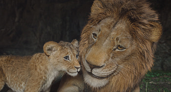 Mufasa & Simba: The Lion King, movie, Mufasa: The Lion King HD wallpaper