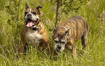 Animals, Dogs, Grass, Couple, Pair, Stroll HD wallpaper
