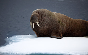 Walrus , Oceanic creature, Majestic tusks, Screen HD wallpaper