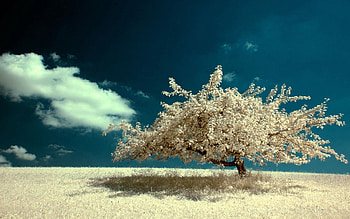 Nature, Sky, Wood, Tree, Field, Color, Colors, Paints, Lonely, Cloud, Clear, I See HD wallpaper