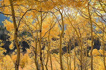 Mellow Yellow, blue, trees, sky, yellow HD wallpaper
