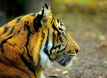 Animals, Muzzle, Predator, Sight, Opinion, Tiger, Profile HD wallpaper