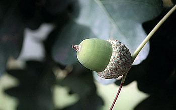 Nature, Leaves, Macro, Acorn HD wallpaper