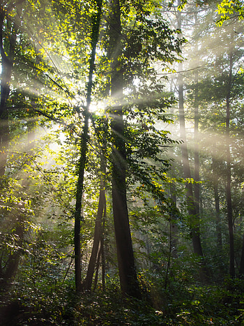 Nature, Trees, Beams, Rays, Forest, Branches HD phone wallpaper