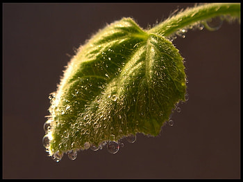 plant, plant HD wallpaper