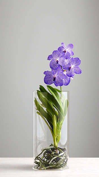 Vanda Orchid, Beautiful HD phone wallpaper