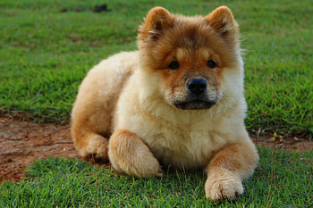 Animals, To Lie Down, Lie, Dog, Puppy, Chow Chow HD wallpaper