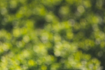 A vibrant green blurred bokeh background depicting nature's lush foliage. HD wallpaper