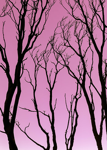 Nature, Trees, Pink, Dark, Silhouette HD phone wallpaper