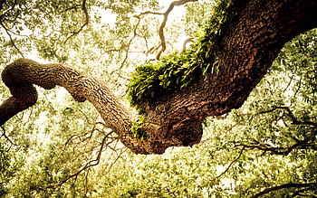 Oak Tree, Oak tree , Green HD wallpaper