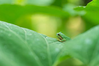 Frogs, Animal, Frog, Amphibian HD wallpaper