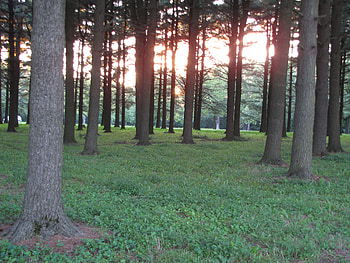Sunset in the Forest, trees, forests, firs, sunset HD wallpaper