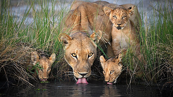 Lioness drinks water with little cubs, little cubs, water with, drinks, Lioness HD wallpaper