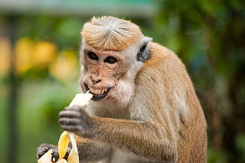 Toque macaque munching on a banana outdoors in Ella, Sri Lanka. HD wallpaper