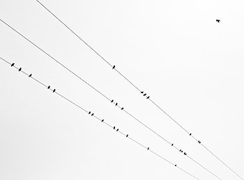 Birds, Minimalism, Bw, Chb, Wire, Wires HD wallpaper
