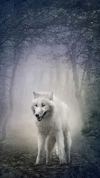 Arctic Wolf, White Wolf , Arctic magic, Mobile beauty HD phone wallpaper