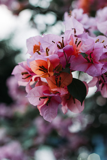 Flowers, Macro, Petals, Blur, Smooth, Bloom, Flowering HD phone wallpaper