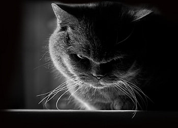 I see you..., kitten, kitty, cats, cute, sleepy, sleeping, beauty, animals, hat, sweet, cat, beautiful, paws, cat face, pretty, face, lovely HD wallpaper