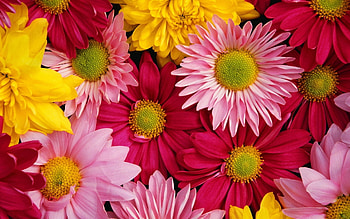 Plants, Flowers HD wallpaper
