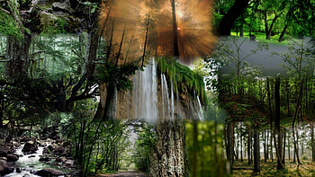 Forest Bright, falls, woods, green, trees, forests, , sunrise HD wallpaper